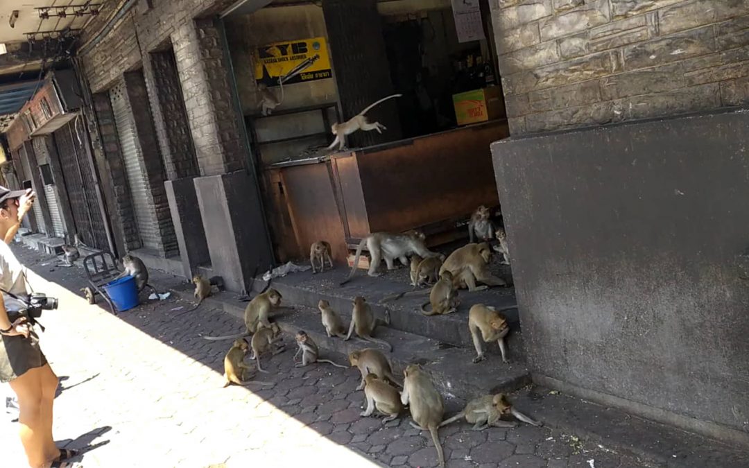 03/06/2019 Lopburi, la ciudad de los monos