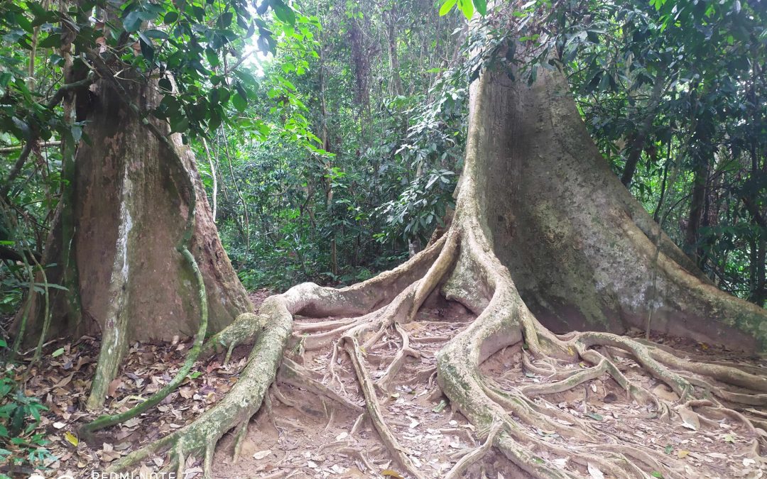 29/06/2019 Kuala Tahan y excursión por libre a Taman Negara, la selva más antigua del mundo